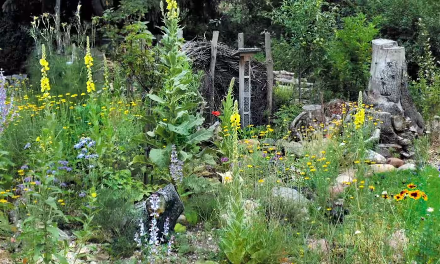 Gartenpflanzen & Wildblumen – Entdecke passende Pflanzen für dich