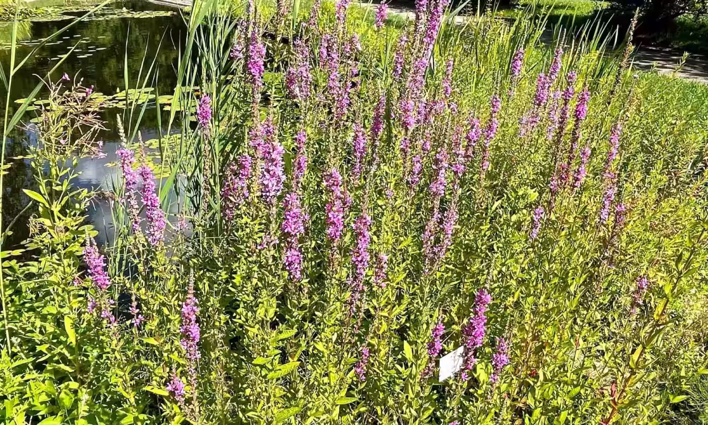 Wildpflanzen für deinen Garten – heimisch, insektenfreundlich & wunderschön