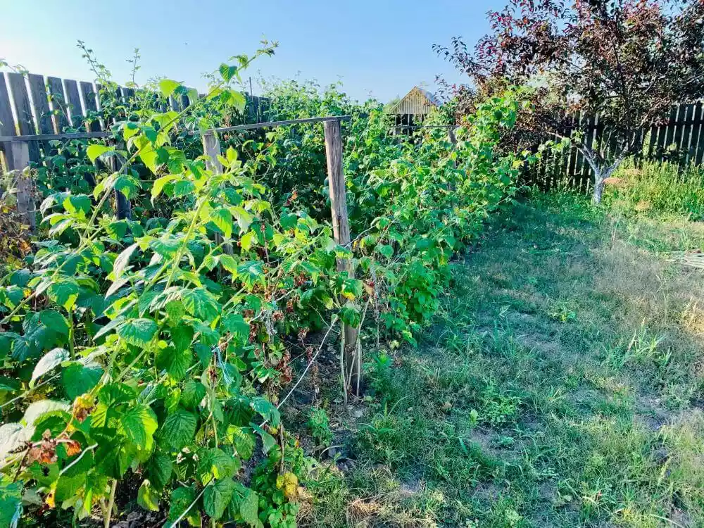 Himbeerepflanzen am Spalier