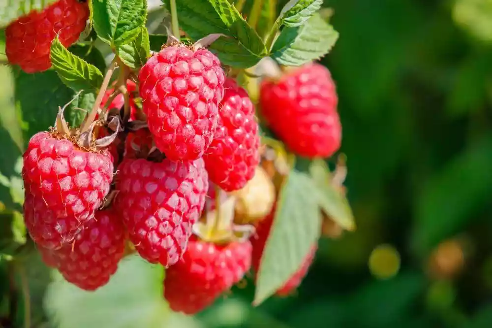Erntereife Himbeeren