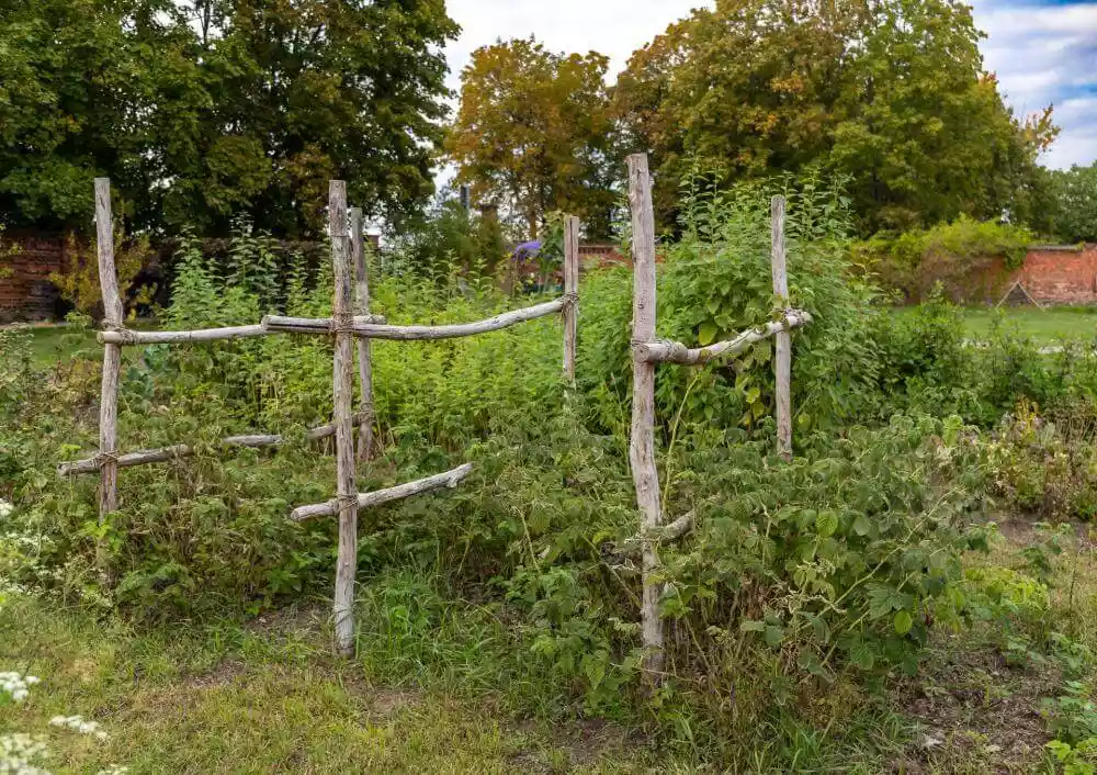 Himbeeren im Naturgarten