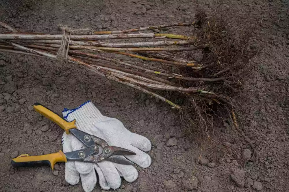 Himbeerepflanzen als Wurzelware
