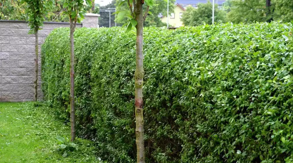 Immergrüne Hecke als perfekter Sichtschutz