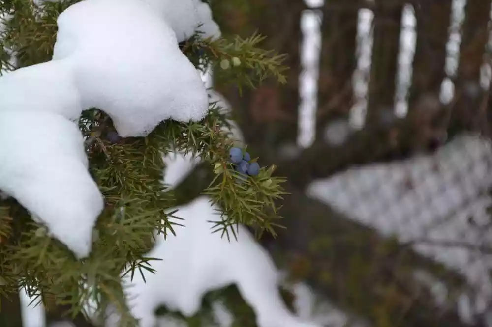 Wacholder im Winter