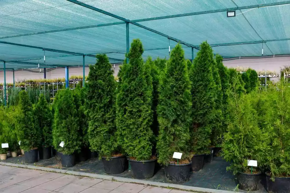 riesen Auswahl Thuja-Pflanzen in Töpfen