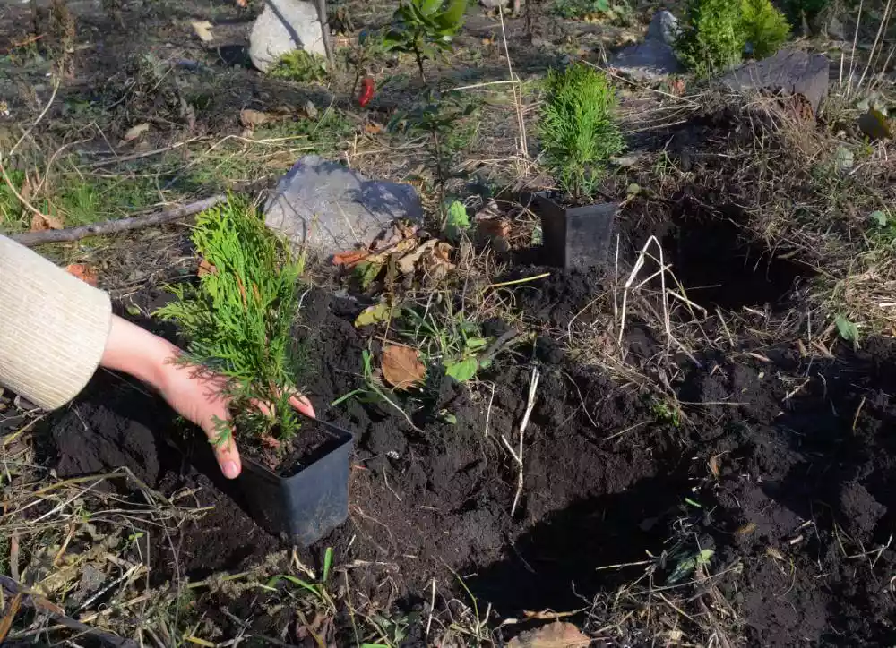 Gärtnerin pflanzt Thuja-Pflanzen