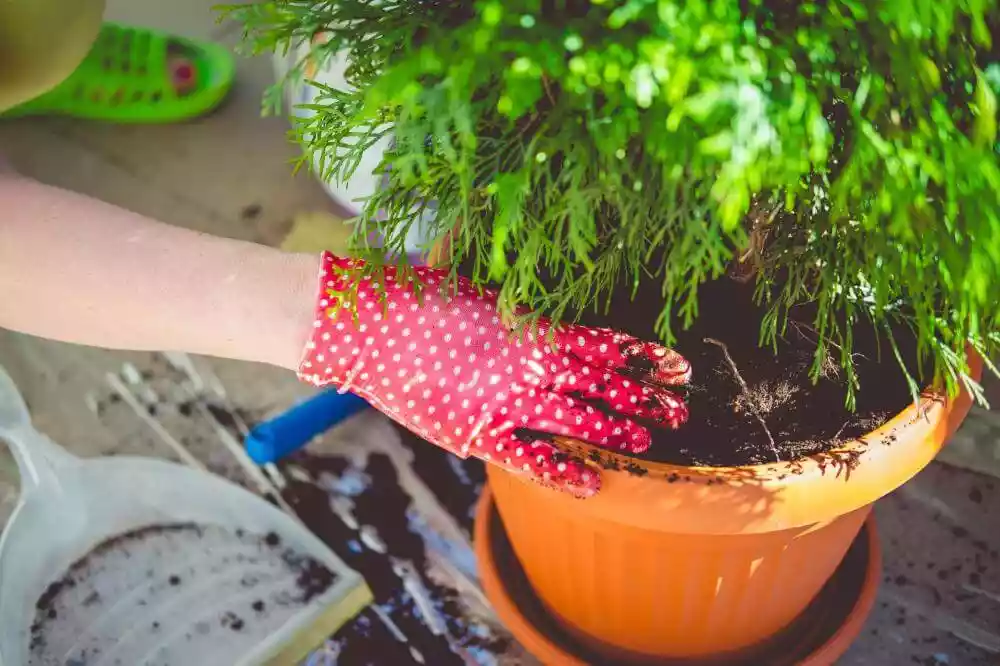 Thuja im Topf einpflanzen