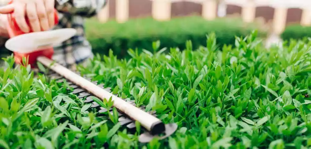 Schneiden einer Hecke