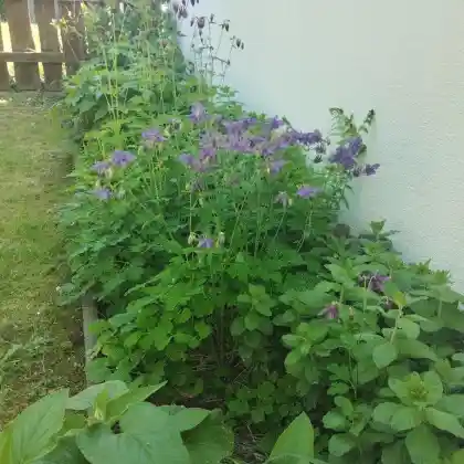 Naturnahes Garagenbeet im Schatten