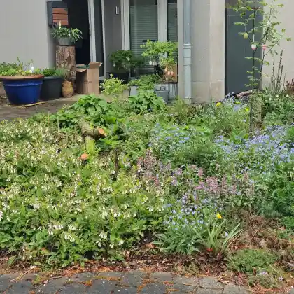 Vorgarten mit Schattenseiten – naturnah gestaltet im Neubaugebiet