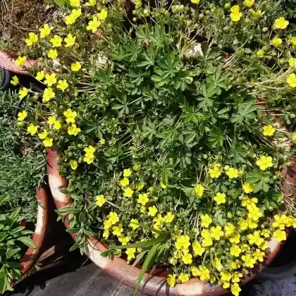 Gelbe Blütenexplosion im mittelgroßen Kübel