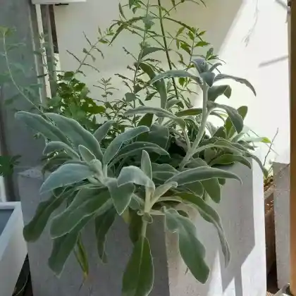 Üppige Kübelbepflanzung für den halbschattigen Balkon