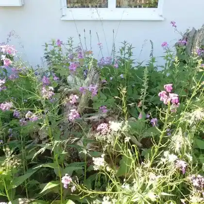 Naturnaher Schattenvorgarten Teil-1: rechte Seite