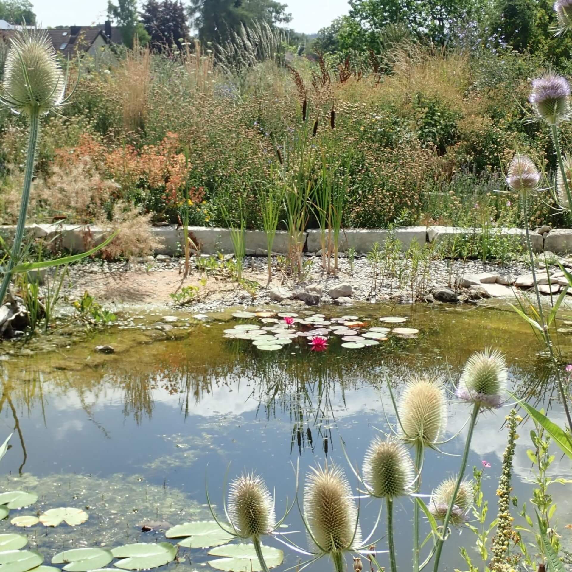 Trockener Saum neben einem Teich