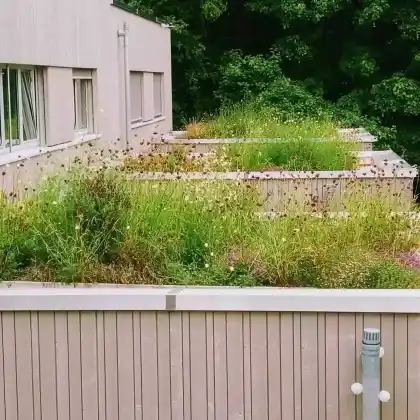 Biodiversität im Fokus #3: 36qm für die Natur