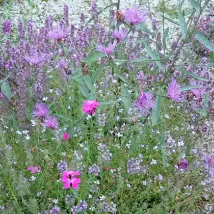 Wildblumen: Ton-in-Ton Kombination