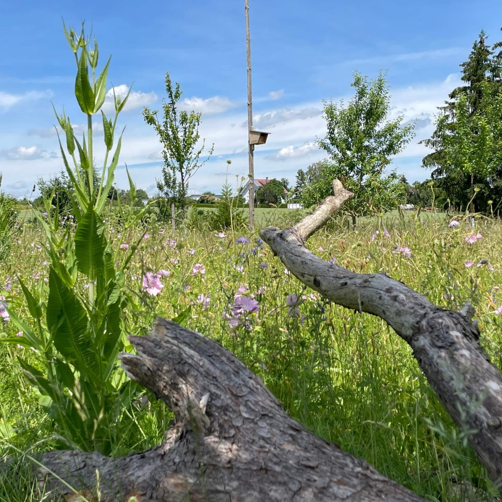 Hotspot: Magere Wildblumenwiese auf 30qm