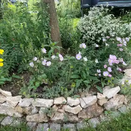 Ein Beet für Fledermäuse: Gartenzauber im Mondschein