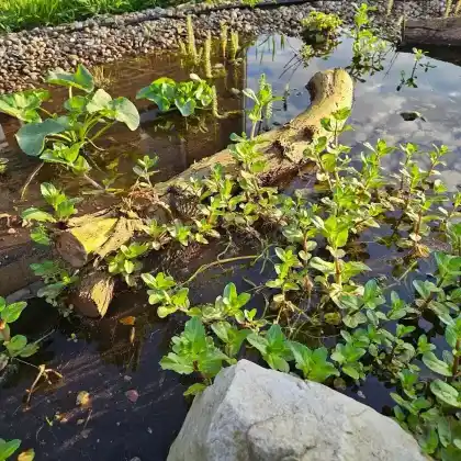 Naturnahes Sumpfbeet: Ein Paradies für heimische Flora und Fauna
