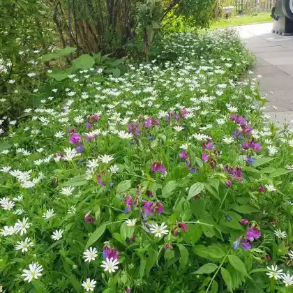 Wildblumen-Saum im Halbschatten