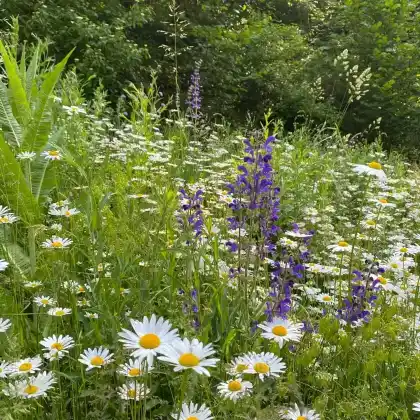 Heimische Wildblumenwiese – ein wertvoller Lebensraum für Insekten und Kleintiere