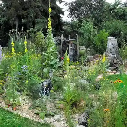 Insektenfreundliches Magerbeet mit Eidechsenburg