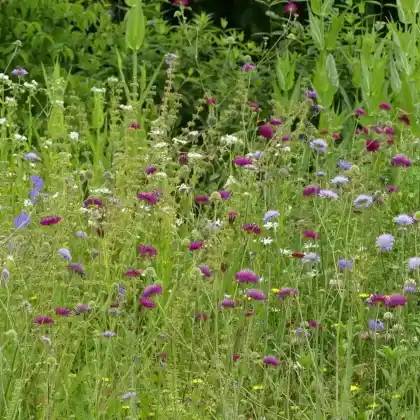 Wiesenartige Pflanzung auf abgemagertem Boden