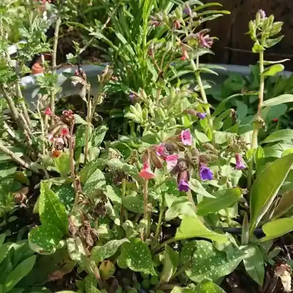 Zinkwanne mit Stachelbeere, Lungenkraut, Duftveilchen und Glockenblume