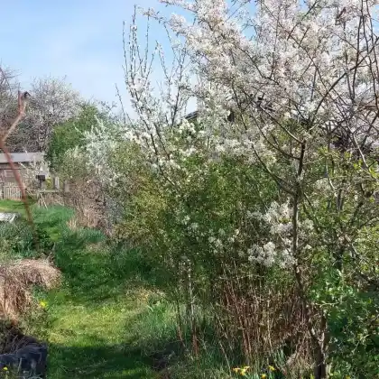 Vielfalt in der Wilden Hecke: Ein lebendiger Puffer für den Hortus-Garten