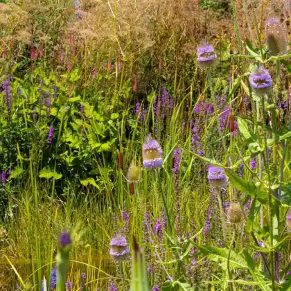 Farbspiel am Teich: Blütenexplosion im Juli