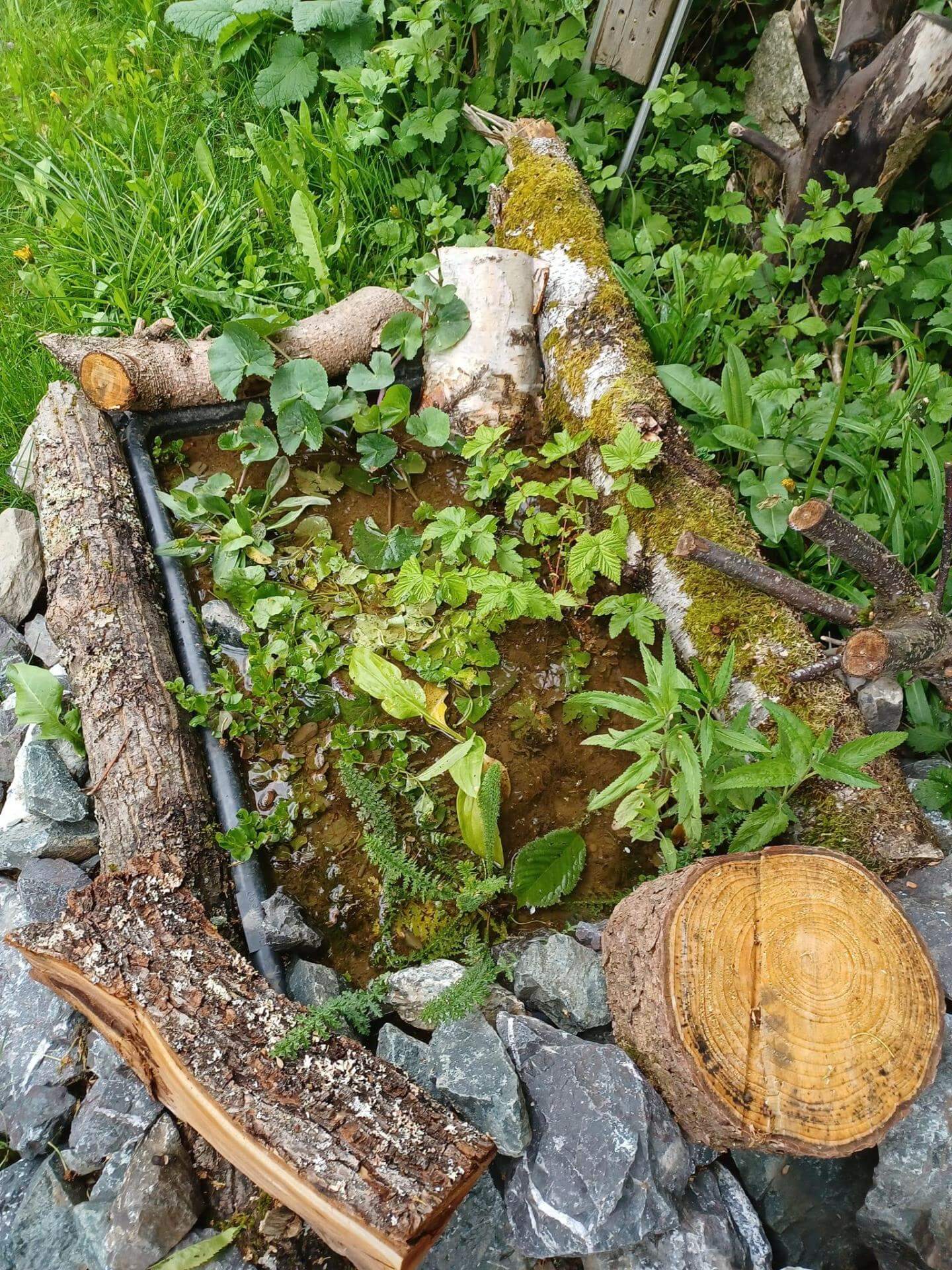 Sumpfbeet mit Wildpflanzen Ein Beitrag zur Artenvielfalt im eigenen Garten