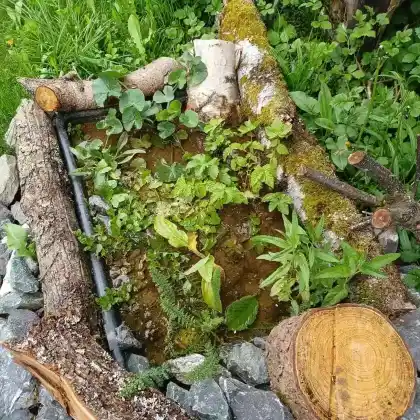 Sumpfbeet mit Wildpflanzen: Ein Beitrag zur Artenvielfalt im eigenen Garten