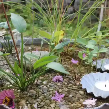 Miniteich mit heimischen Wildstauden