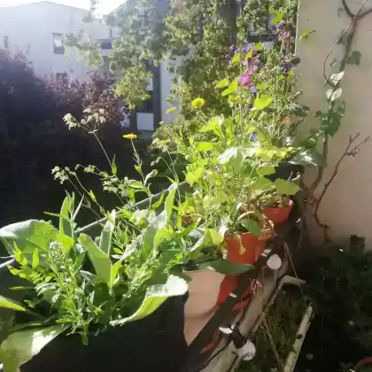 Süd/Westbalkon: Insektenfreundliche Kübelbepflanzung auf dem Geländer