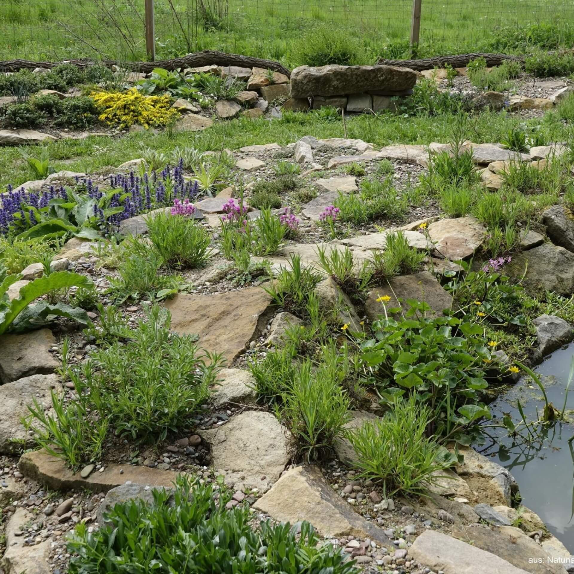 Naturnaher Teichrand mit stufigem Magerbeet und insektenfreundlichen Stauden