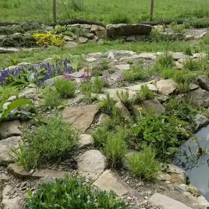Naturnaher Teichrand mit stufigem Magerbeet und insektenfreundlichen Stauden