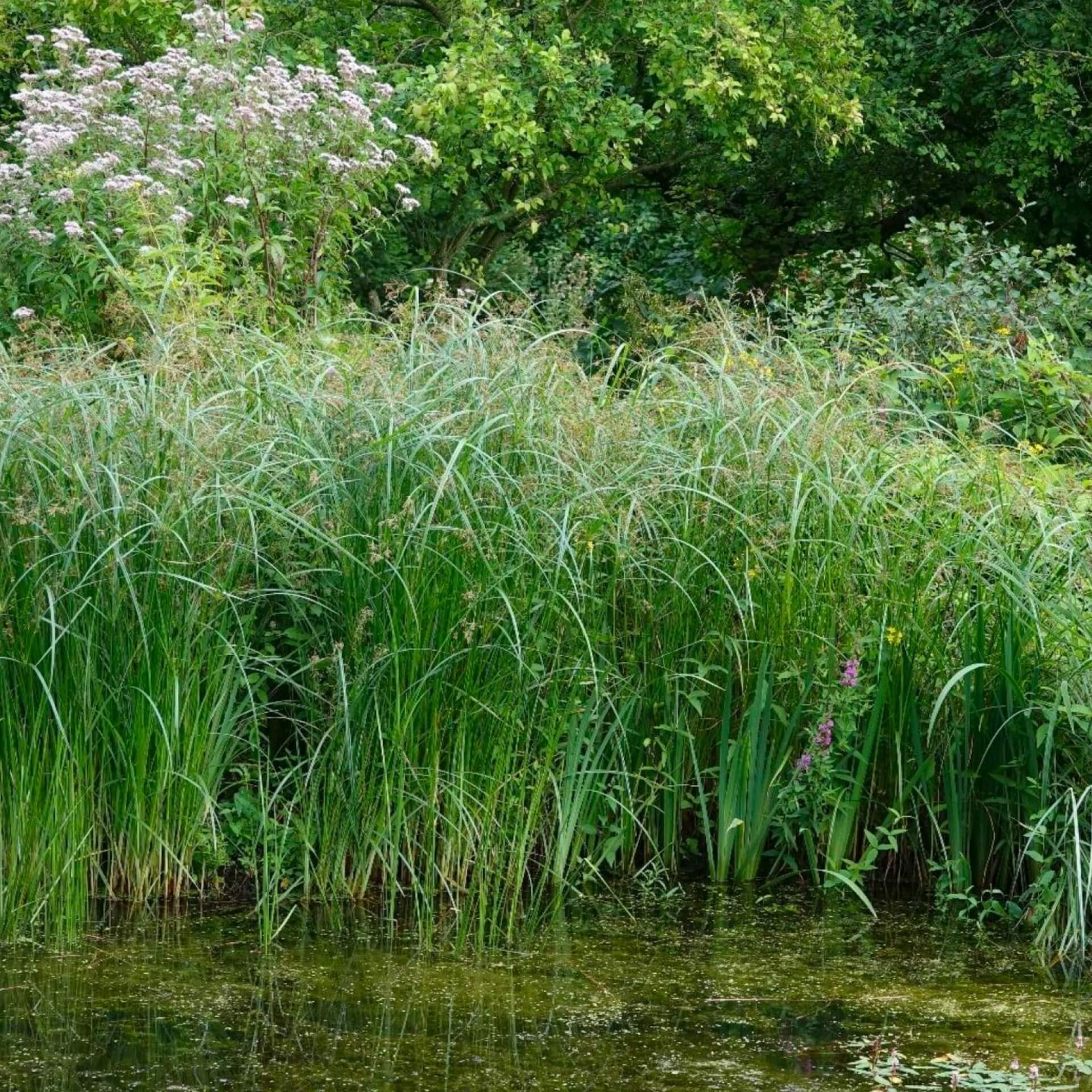 Großteich mit dichter Wasser-/ Uferbepflanzung