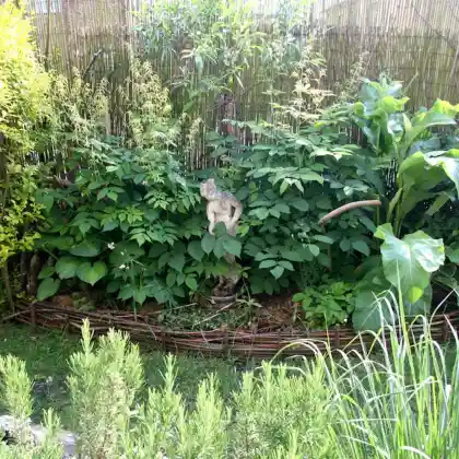 Naturnaher Halbschattenvorgarten mithilfe einer 180cm Umzäunung, sonnige Magerbeete