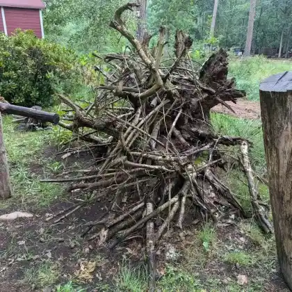 Wurzelstock