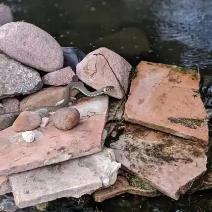 Steinhaufen, schattig