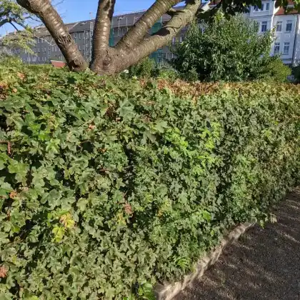 Hecke