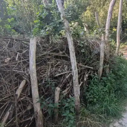 Benjeshecke
