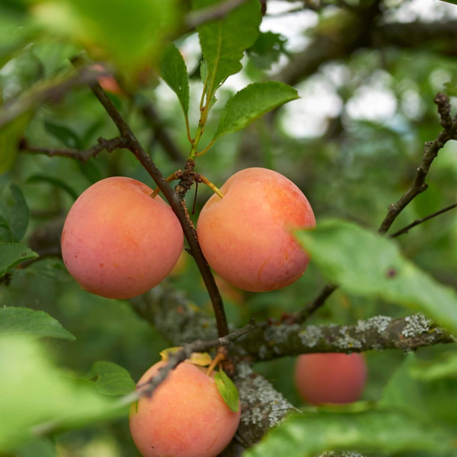 Chinesische Pflaume (Prunus salicina)