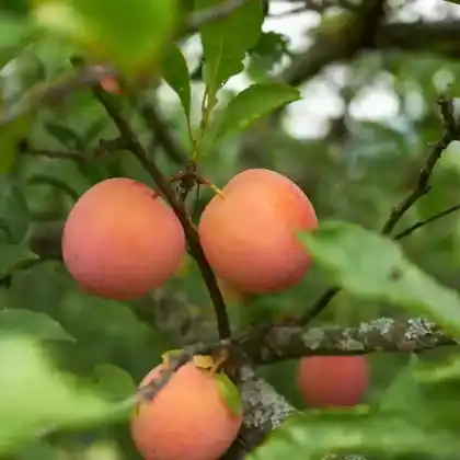 Foto von Chinesische Pflaume (Prunus salicina)