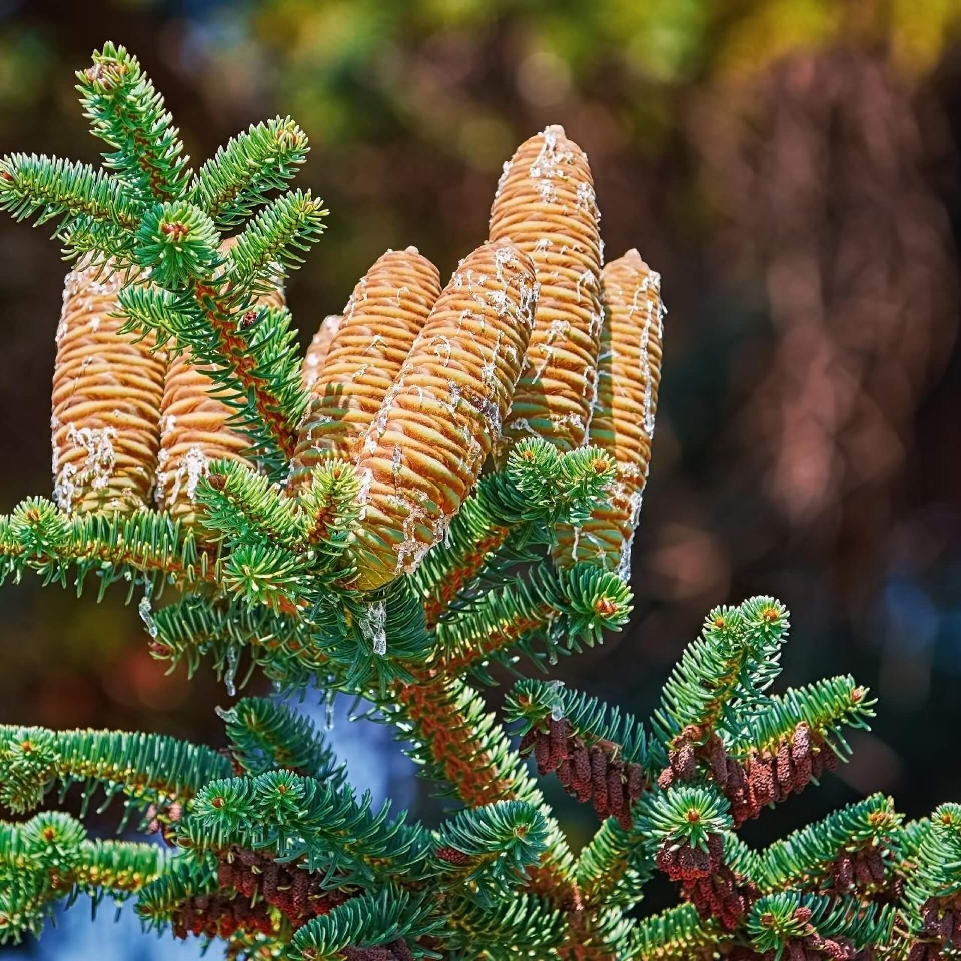 Mandschurische Tanne (Abies holophylla)