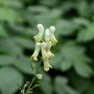 Aconitum lycoctonum
