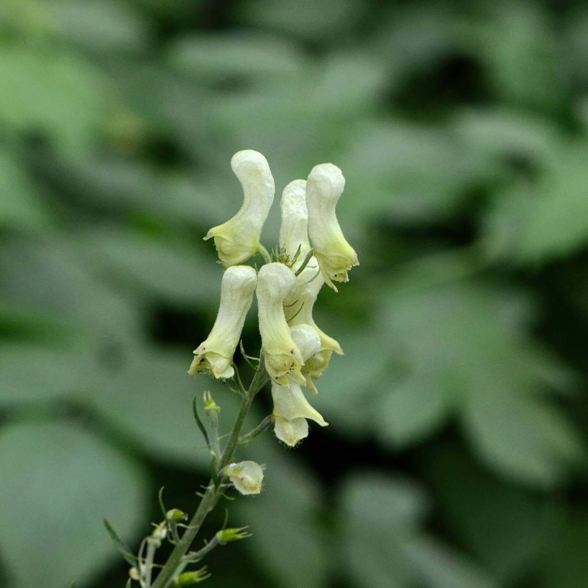 Wolfs-Eisenhut (Aconitum lycoctonum)