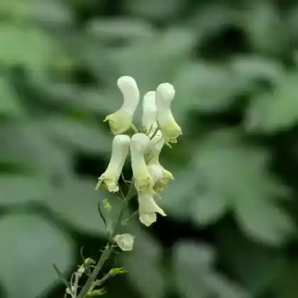 Foto von Wolfs-Eisenhut (Aconitum lycoctonum)