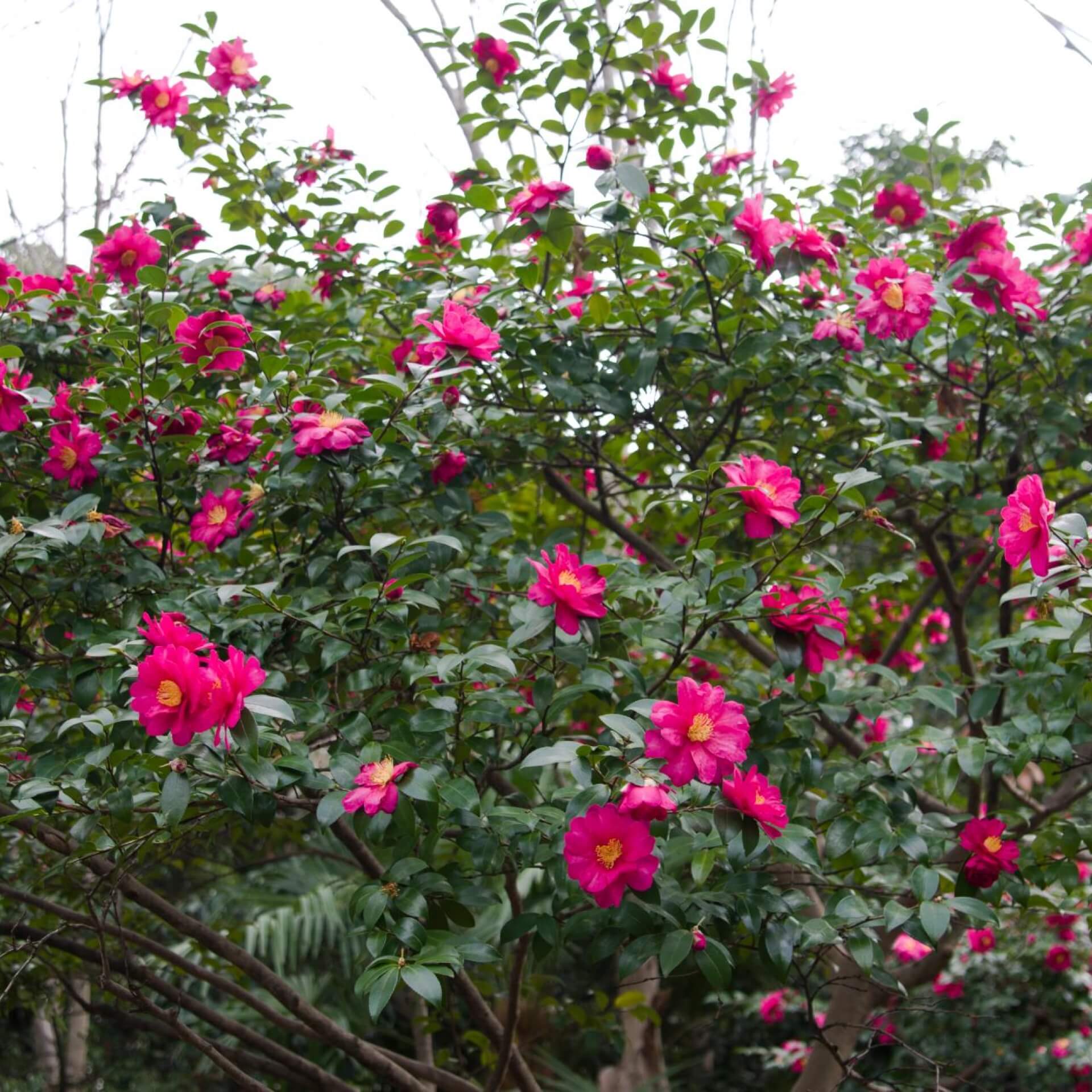 Herbst-Kamelie (Camellia sasanqua)