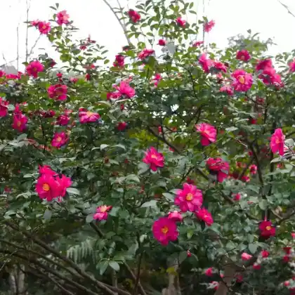 Foto von Herbst-Kamelie (Camellia sasanqua)